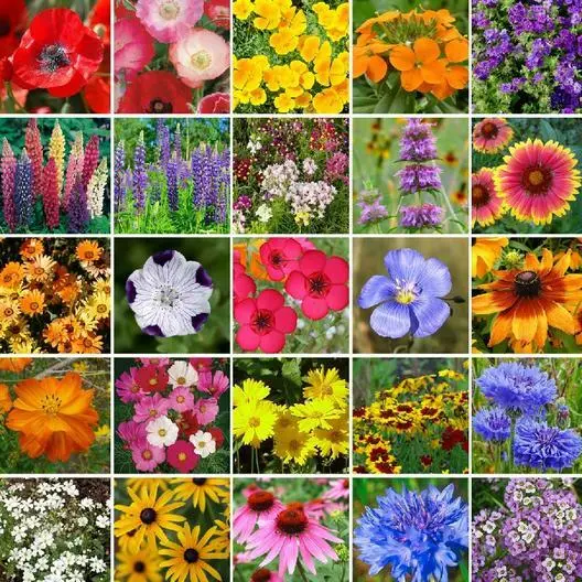 Fresh Southeast Wildflower Mix 25 Species Flower Ing Usa Non-Gmo 500+ Seeds - £8.58 GBP