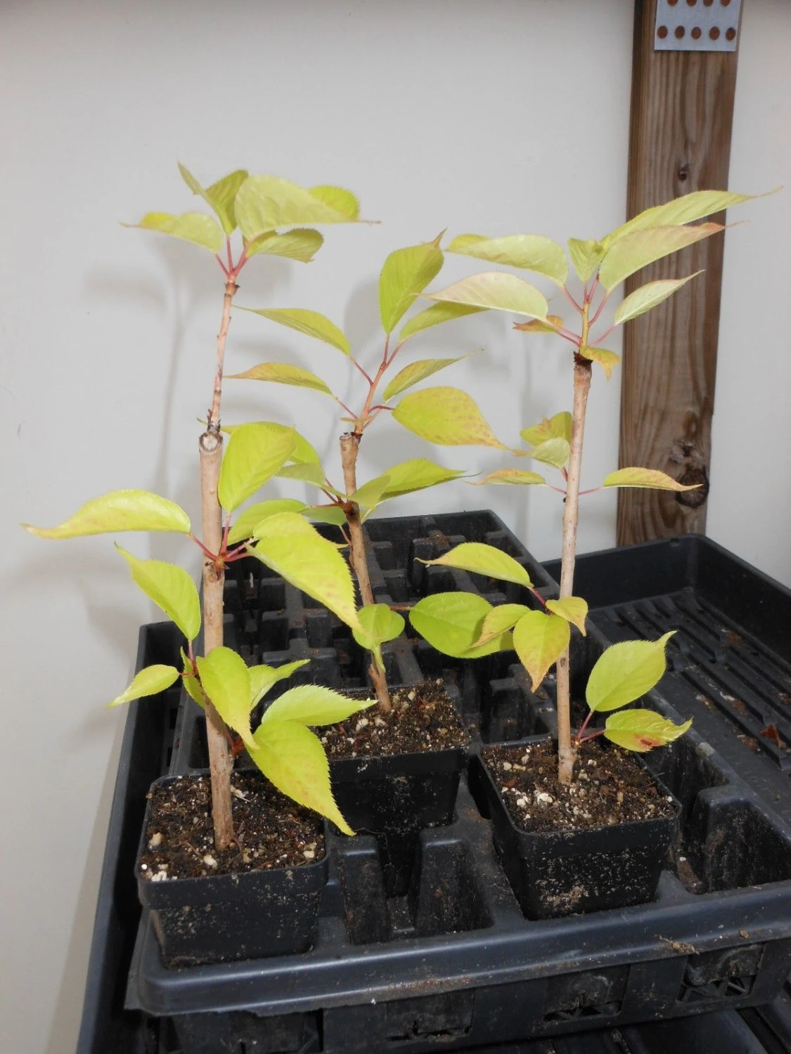 Kwanzan Flowering Cherry Tree 2.5" pot image 4