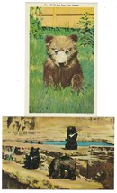 Bear Linen Postcard Lot Of 2 Vintage Kodiak Brown Cub Alaska San Antonio Zoo - £15.57 GBP