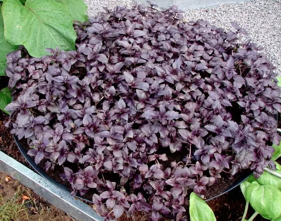 LWS Dark Opal Basil Organic Non Gmo Herb 500 Seeds Fast Shipping - $9.80