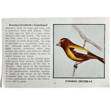 Evening Grosbeak Bird Print 1931 Blue Book Birds Of America Antique Art ... - $366.80 MXN