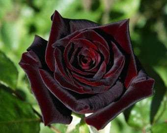Black rose seeds - 20 seeds - code 001 Item image 5