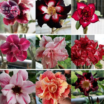 Fresh Seeds Adenium Mixed 9 Types Of Desert Rose Flower Seeds 50 Seeds Colorful  - £24.67 GBP