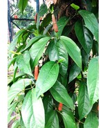 Cabai Jawa Long Pepper Piper retrofractum Vahl Fruit  (Dried), 80 Gra - $17.05