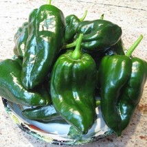 Ancho Grande Hot Pepper Garden Seeds Poblano Popular Chilies Mild Heat New Fresh - $13.70