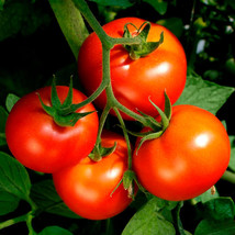 Celebrity Tomato Seeds Bulk 50 Pkt. Heavy Producer Compact Plant Fresh Garden - £6.70 GBP