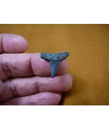 s310-116) 3/4&quot; Fossil Lemon Shark Tooth teeth area BONE VALLEY sharks Ne... - $19.62