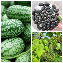 Mini cucumber melon package Mouse melon SORTIMENT - 3 variety - 15+ seeds V 124 - £3.92 GBP