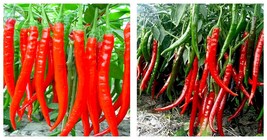 Red Long Chili Hot Pepper 200 Seeds International Shipping - £19.71 GBP