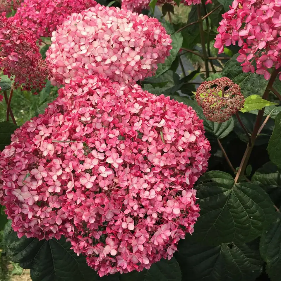 1 Live Starter Plant PINK &amp; RED Hydrangea Flower For Garden - $60.00