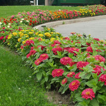 100 Pcs Magellan Mix Zinnia Seeds - $10.99