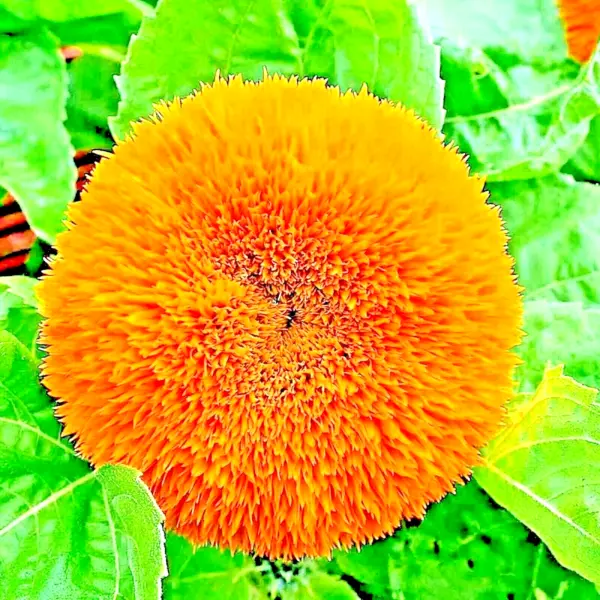 Dwarf Teddy Bear Sunflower 50 +Seeds Heirloom Non Gmo Flower Bees Us Fresh Garde - £7.84 GBP