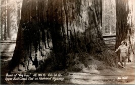 Vintage RPPC Base of &quot;Big Tree&quot; Upper Bull Creek Flat on Redwood Highway - £12.92 GBP