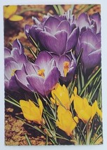 Postcard Crocus Vernus Flowers Vintage Picture Card Collectible - £12.00 GBP