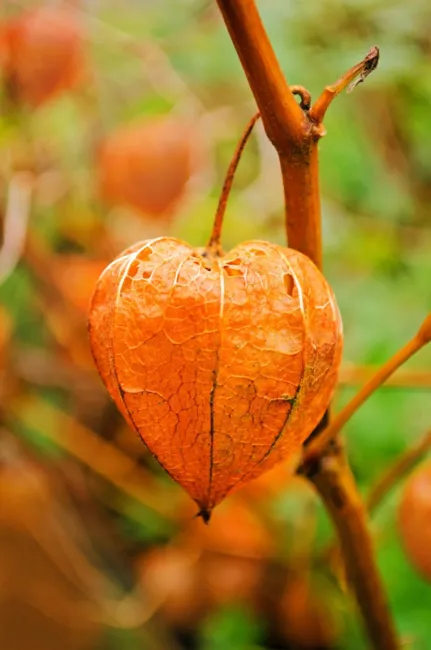 50 Peruvian Ground Cherry Physalis Peruviana Cape Gooseberry Fruit Veggie Seeds  - £15.71 GBP