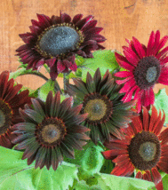 25 Seeds Sunflower,Chocolate Cherry, Heirloom Open Pollinated - £7.81 GBP