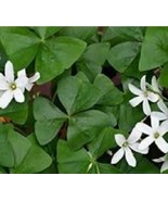1 Oxalis Triangularis (Green Shamrock) Bulbs, Outdoor &amp; Indoor Houseplant - $29.95