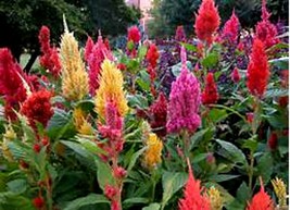 USA SELLER Pampas Plume Multicolored Feather Celosia 50 Seeds Fresh New - $17.98