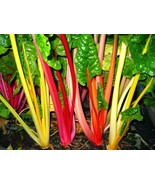 LKS Bright Lights Swiss Chard Seeds 100 Organic Home Garden - €10,55 EUR