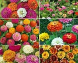 Ultimate Zinnia Flower Seed Mix 6 Mixes in 1 Zin Master  - $3.04