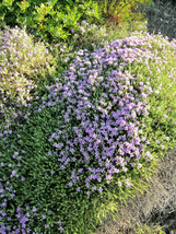 USA Store 19 Seeds Mediterranean Thyme Spiked Thymbra Spicata Savory Herb Za’Ata - £7.58 GBP