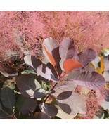 1 Grace Red Smokebush Tree Cotinus Starter Plant 4L 1 Plant Plant Garden - $34.98