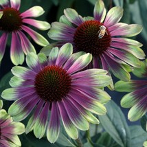 15 Seeds Echinacea Sweet Sandia Flowers Fast US Shipping - $9.50