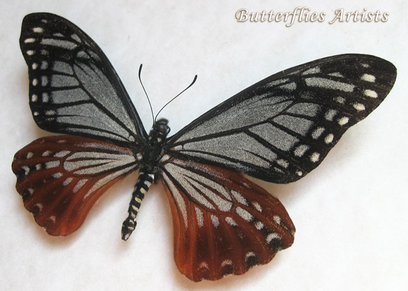 Tawny Mime Papilio Chilasa Agestor Real Butterfly Framed Entomology Shad... - $58.99