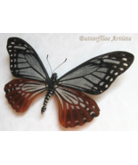 Tawny Mime Papilio Chilasa Agestor Real Butterfly Framed Entomology Shad... - $1,083.44 MXN