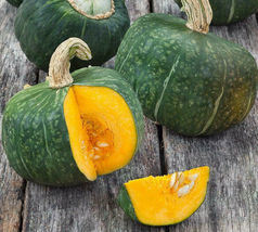 20 Pcs Green Pumpkin Buttercup Squash Seeds #MNTS - £6.33 GBP