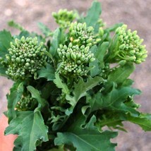 250 Seeds Spring Raab Broccoli Heirloom Seeds Make Gardens Flourish - £6.44 GBP