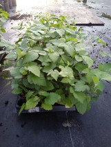 Live Plants Arapaho &quot;Thornless Blackberry&quot;, Outdoor Plant Fruit Plant - $27.87