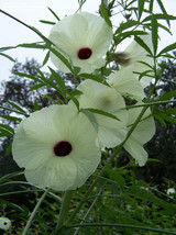5 Giant  Hibiscus Cannabinus Seeds-1130 - £3.18 GBP