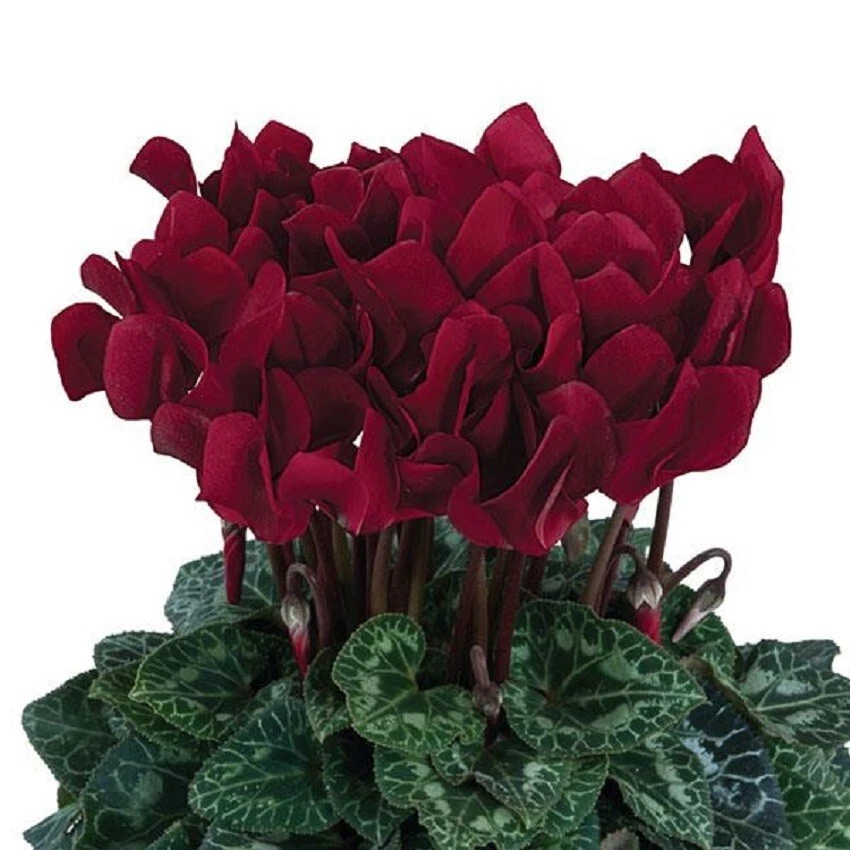 Item image 1 image 1