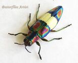 Metallic Red Green Chrysochroa Fulgens Real Beetle Framed Entomology Sha... - $69.99