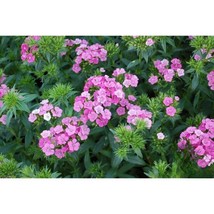 200+ Jolt Pink Magic Mix Carnation Seeds – Vibrant Fragrant Flowers - $23.20 CAD