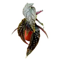 Lone Star Aussie Angel Wing, 6 inch Cane Begonia Dark Large Leaf with Silver Tip - £36.76 GBP