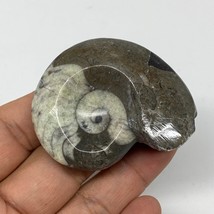 54.2g, 2.1&quot;x1.7&quot;x1&quot;, Goniatite Ammonite Polished Mineral from Morocco, F2024 - £9.59 GBP