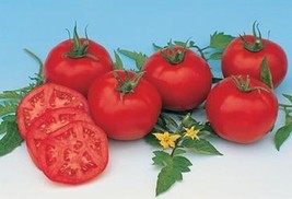 20 Seeds Moskvich Heirloom Tomato Moon Gardens Simply Grown Beautifully - £21.98 GBP