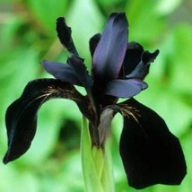 Siberian Iris Roots Black Flowered Seeds 30Pcs Elegant Almost Black Blooms Your  - $12.90