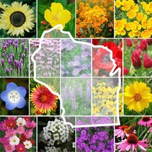 US Seller 1000 Seeds Wildflower Wisconsin State Flower Mixs Annuals - £8.11 GBP