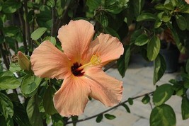 Salmon Hibiscus Live Plant In 4 Inches Pot 10 To 15 Inches Tall - £27.54 GBP