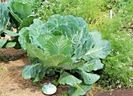 US Seller 601 Georgia Collard Greens Seeds Heirloom Vegetable Spring Fall - £7.44 GBP