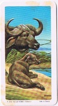 Brooke Bond Red Rose Tea Card #44 Cape African Buffalo Animals &amp; Their Y... - $0.98