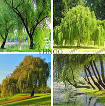 Salix Babylonica Giant Tree Willow Tree Bonsai Green Plant 100 Seeds Garden USA  - $8.35