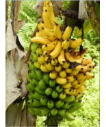 5 Dwarf Banana Tree {Musa x paradisiaca} Organic seeds Free Shipping! - £11.04 GBP