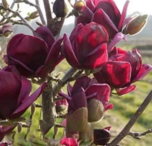 10Seeds Purple Magnolia Liliiflora Seeds Garden Fresh USA Store - $8.26