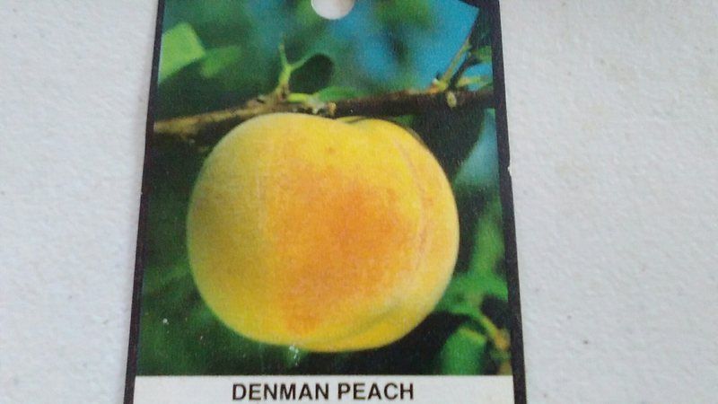 DENMAN PEACH 4'-6' Tree Live Fruit Trees Plant Sweet Juicy Delicious Peaches NOW - $140.60