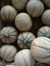 Grow In US Cantaloupe Seeds 50+ Hearts Of Gold Melon Fruit Non-Gmo - £6.85 GBP