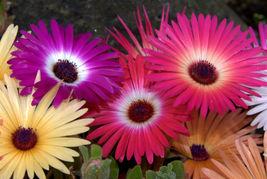 Ice Plant Mesembryanthemum Livingstone Daisy 1430 Seeds - £3.18 GBP